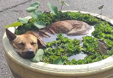 天氣剛熱，網友就發現水栽蓮花盆長了個奇怪的東西，走近一看原來是只菜狗!
