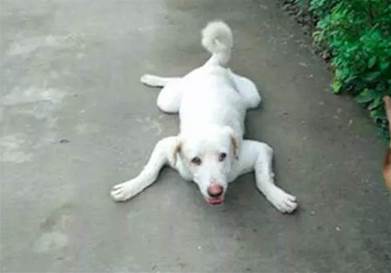 哈士奇板鴨趴著，路過的大白狗直接模仿它，二哈都懵了：傻子吧！