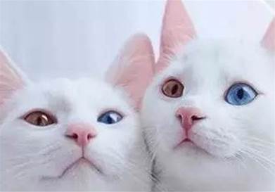 這對同時擁有鴛鴦眼的白貓姐妹，看一眼就渾身發抖，美爆了...