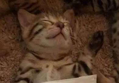 網友看小貓咪在地毯上睡著了，暖心的幫它蓋了一個紙巾，萌炸...