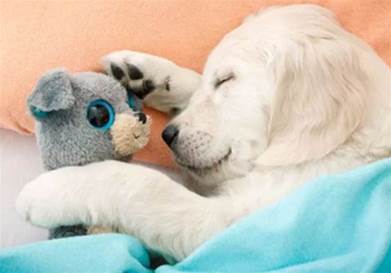 狗狗在睡覺時，出現的5個「小動作」，是牠對你愛的證據哦~