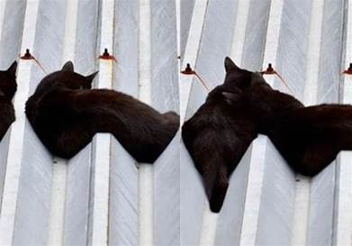 曬到融化！兩隻貓咪在屋頂睡覺，「波浪Z型」流出，網友：不愧是液體